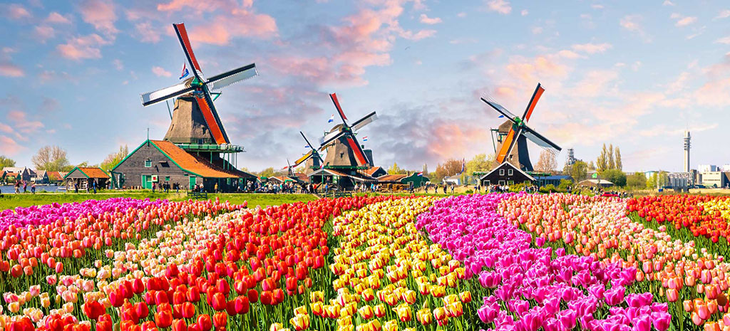 Study in The Netherlands